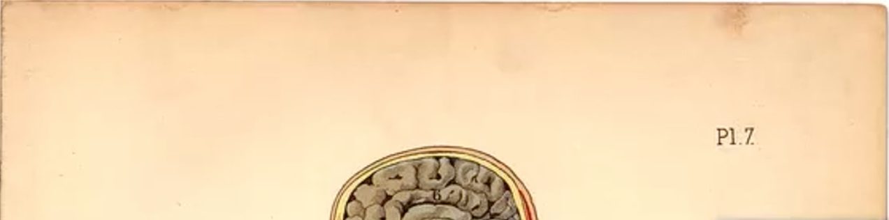 Antique anatomical plate of a human head in cross-section, labelled Pl. 7.