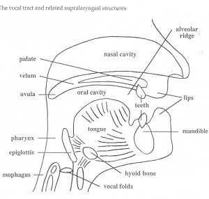 Diagram of Vocal Tract
